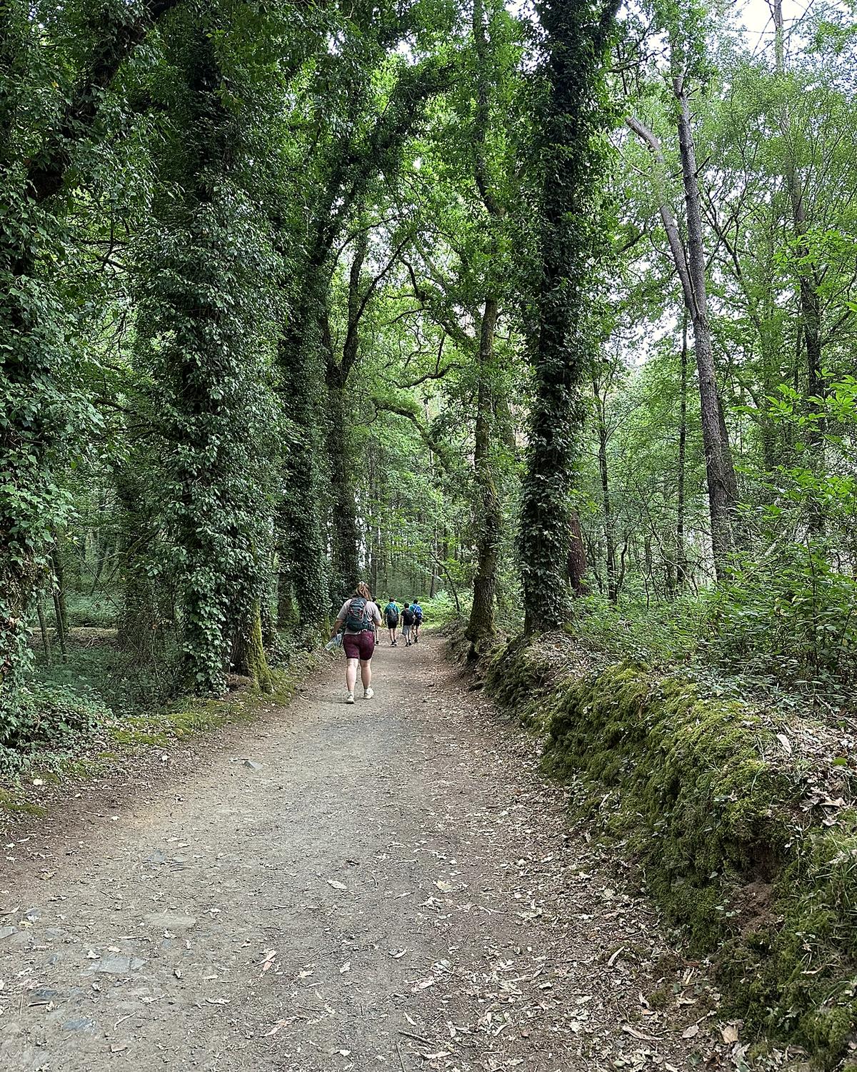 Sendero del Camino de Santiago entre bosques de Galicia